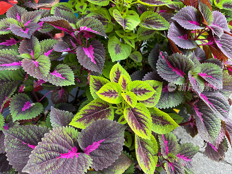 在植物苗圃花园中心的花盆中生长的Coleus (Coleus scutellarioides)的嫩枝和红色和绿色叶子的全帧图像，高架视图